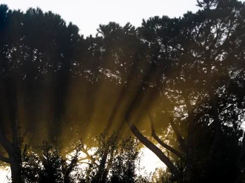 Sunlight filter through silhouettes of the branches of tall pines Foto stock