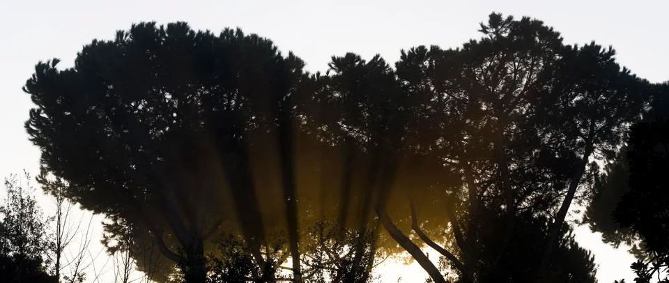 Sunlight filter through silhouettes of the branches of tall pines Stock Photos