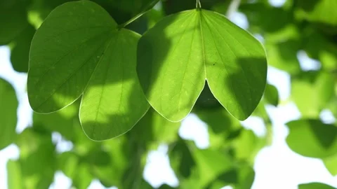 Sunlight is filtered gently by leafy shade. Stock Footage 316567762