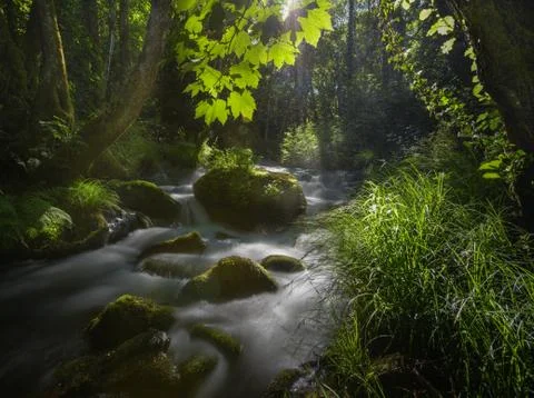 Sunlight filtered by the leaves of maple trees on a stream Stock Photos