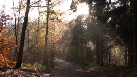 Sunlight filtered through mist in Nordic autumn temperate forest, Denmark Stock-Footage 142736531