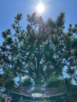 Sunlight Filtered Through Pine Trees Stock Photos