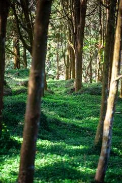 Sunlight filtered through the trees and fell on the carpet-like grass. Stock Photos