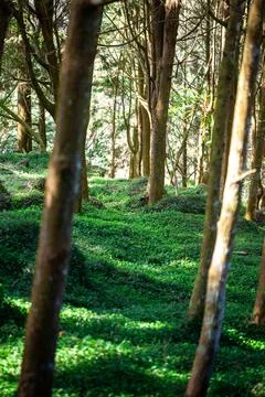 Sunlight filtered through the trees and fell on the carpet-like grass. Stock Photos