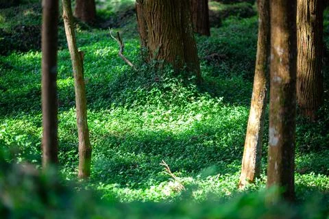 Sunlight filtered through the trees and fell on the carpet-like grass. Stock Photos