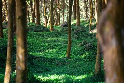 Sunlight filtered through the trees and fell on the carpet-like grass. Stock Photos