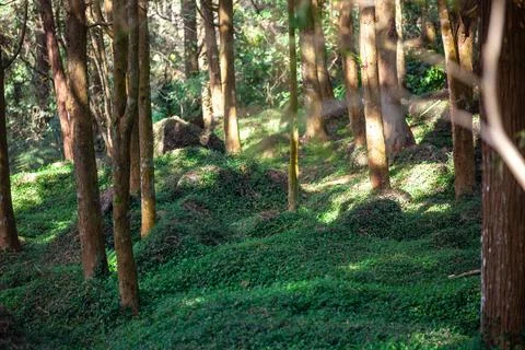 Sunlight filtered through the trees and fell on the carpet-like grass. Stock Photos
