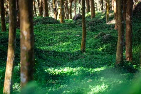Sunlight filtered through the trees and fell on the carpet-like grass. Stock Photos
