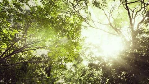 Sunlight Filtered Through Trees in Tropical Forest 스톡 일러스트