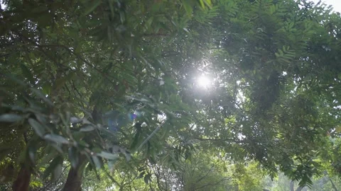 Sunlight Filtering Gently Through Lush Green Tree Leaves Video stock 290169603