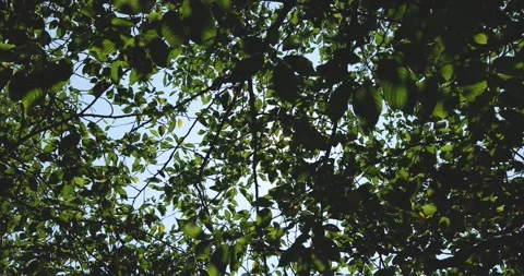 Sunlight filtering from green foliage Video stock 255811735