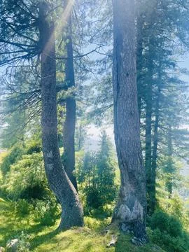 Sunlight Filtering Through Ancient Pine Trees in a Mountain Forest Stock Photos