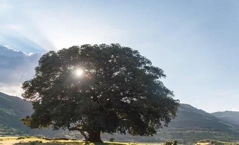 Sunlight Filtering Through Ancient Tree in Ethiopian Highlands Stock Photos