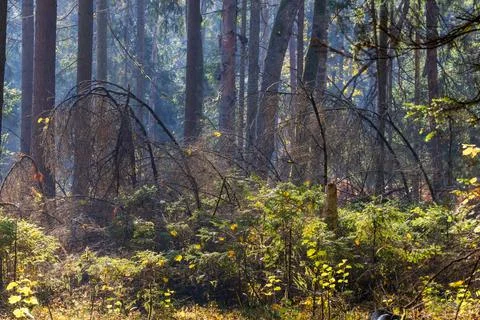 Sunlight filtering through autumn forest with fallen trees Fotos Stock