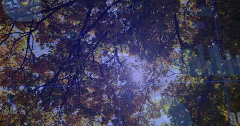 Sunlight filtering through autumn leaves with animation of faint data graphs Stock Footage 304842106
