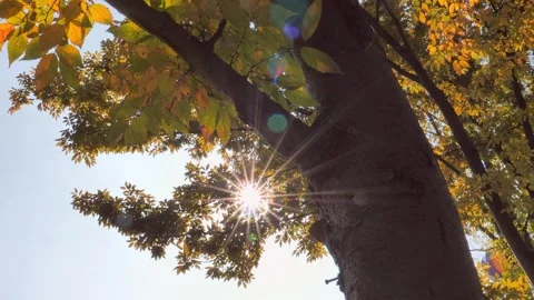 Sunlight filtering through autumn leaves on a tree in a serene park setting Stock Footage 342020957