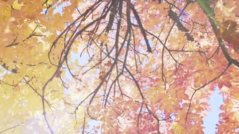 Sunlight Filtering Through Autumn Maple Leaves Stock Footage 346189985