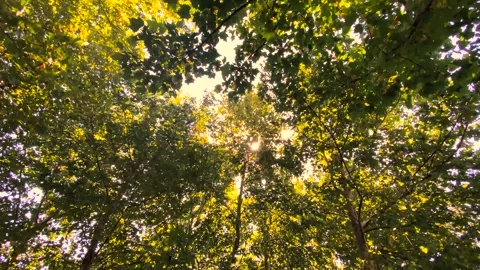 Sunlight Filtering Through Autumn Tree Canopy in a Peaceful Forest Setting Video stock 342015081