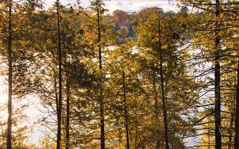 Sunlight filtering through autumn trees overlooking a tranquil lake scene Stock Photos