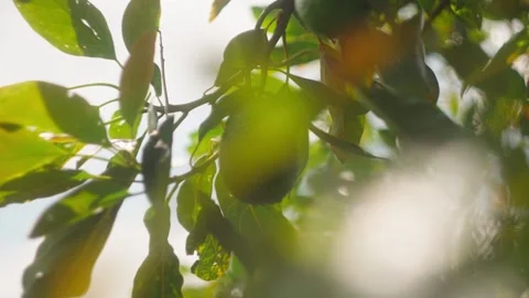 Sunlight Filtering Through Avocado Leaves Creating Natural Bokeh Patterns Stock Footage 334649825