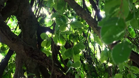 Sunlight Filtering Through Backlit Leaves Closeup – 4K Stock Footage 311203388