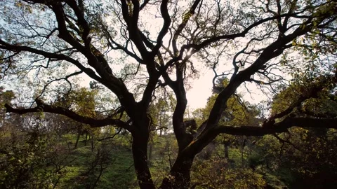 Sunlight Filtering Through Bare Branches of Autumn Trees in quiet forest Vídeos de archivo 342214895