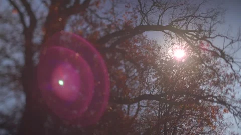 Sunlight filtering through bare tree branches in autumn with lens flare Stock Footage 345260611