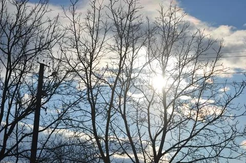 Sunlight filtering through bare tree branches against a cloudy sky during late Stock Photos