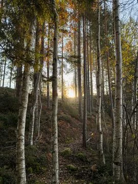 Sunlight Filtering Through Birch and Pine Forest in Sweden Stock Photos
