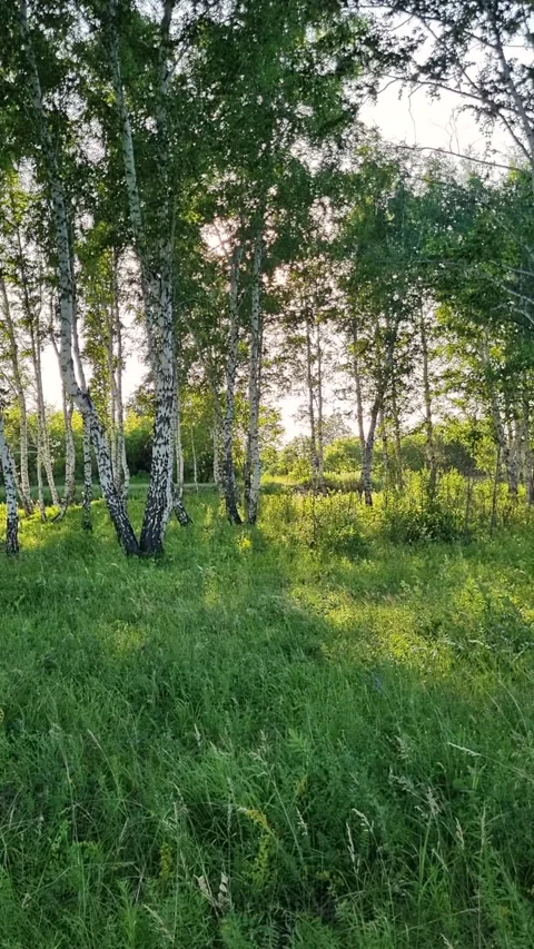 Sunlight filtering through birch branches, golden rays illuminating verdant Stock Footage 315066171