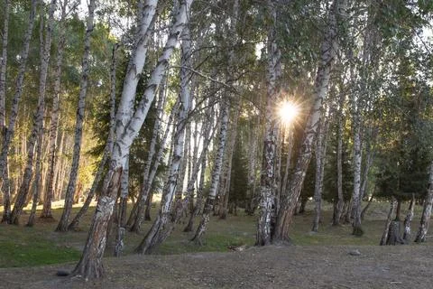 Sunlight filtering through birch forest with sun flare Stock Photos