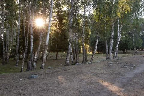 Sunlight filtering through birch forest with sun flare Stock Photos