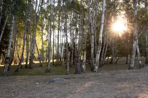 Sunlight filtering through birch forest with sun flare Stock Photos