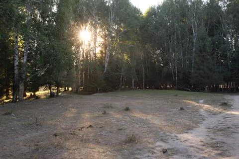 Sunlight filtering through birch forest with sun flare Stock Photos