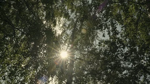 Sunlight Filtering Through Birch Tree Leaves in a Lush Forest Canopy Stock-Footage 331166946