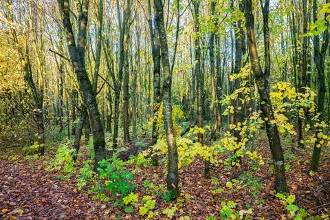 Sunlight filtering through birch trees in a colorful autumn forest Stock Photos
