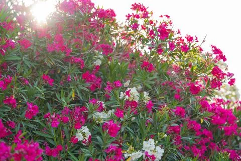Sunlight filtering through blooming oleander bush. Stock Photos