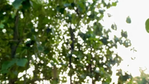 Sunlight Filtering Through Blurred Green Leaves Stock Footage 327555802