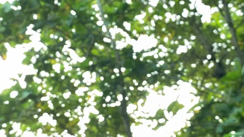 Sunlight Filtering Through Blurred Green Leaves Stock Footage 327556283