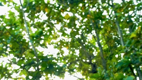 Sunlight Filtering Through Blurred Green Leaves Stock Footage 327556307