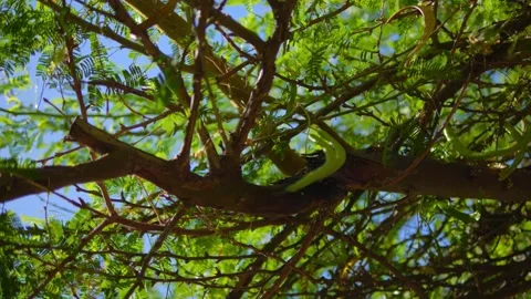 Sunlight filtering through the branches and leaves of a tree in 4k slow mot.. Stock Footage 285642769