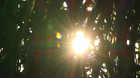 Sunlight filtering through the branches Stock Footage 289242866