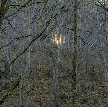 Sunlight filtering through the branches Stock Photos