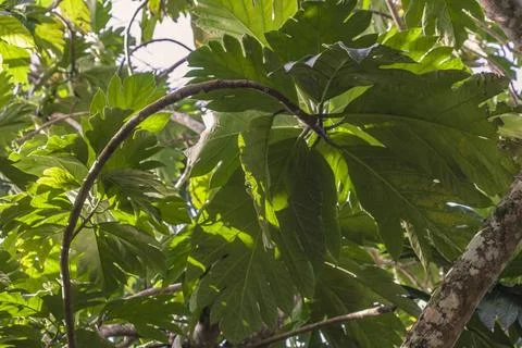  Sunlight filtering through breadfruit tree leaves, creating intricate sha... 스톡 사진