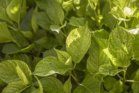 Sunlight filtering through bright green leaves of hydrangea Foto stock