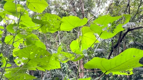 Sunlight Filtering Through Broad Green Leaves in a Tropical Palau Rainforest Vídeo Stock 329457810