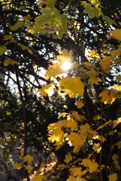 Sunlight filtering through the canopy of an autumn tree, illuminating golde.. Stock Photos