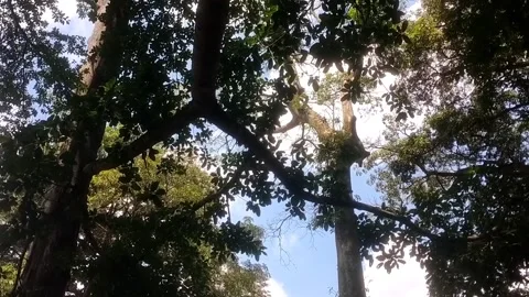 Sunlight Filtering Through the Canopy Stock Footage 332057739