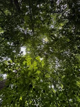 Sunlight Filtering Through a Canopy of Lush Green Leaves Stock Photos
