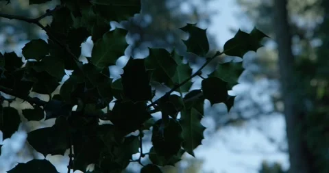 Sunlight filtering through conifer branches Stock Footage 328916684